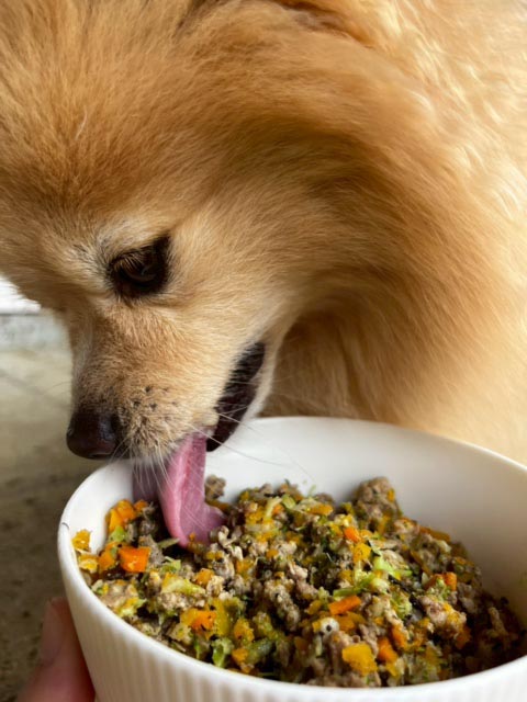 食事中のわんちゃん