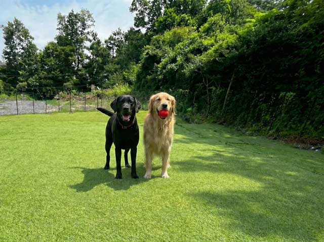 広々としたドッグラン
